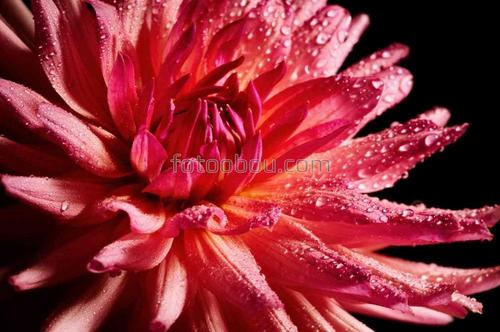 природа, цветок, роса