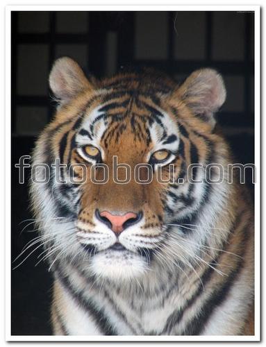 животные, взгляд, тигр