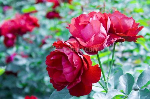 сад, цветы, роза, лепестки, природа