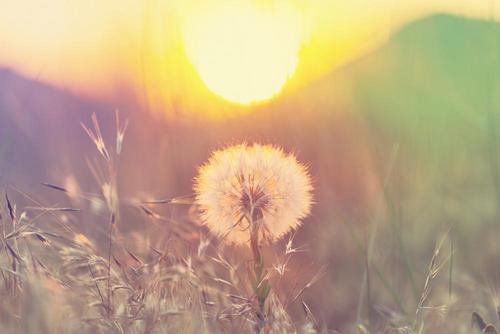 одуванчик ,солнце ,поле ,природа ,рассвет ,заказ 