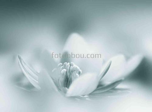 цветы, природа, кувшинка, вода