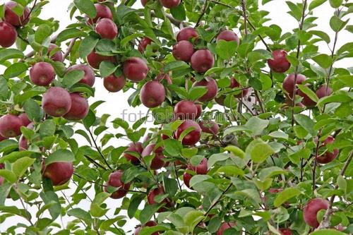 природа, яблоки, листья, сад, ветки