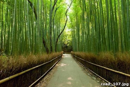 Мост, дорога, деревья, бамбук