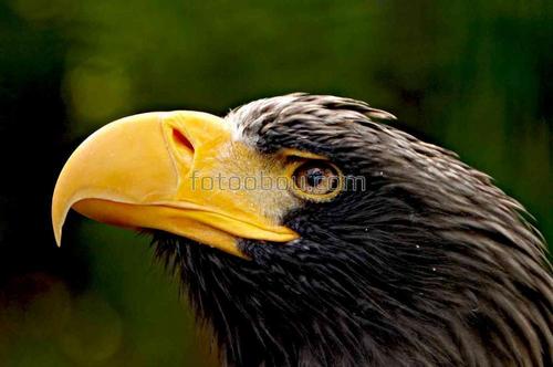 животные, птицы, орел, природа