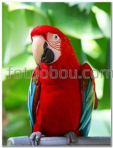 животные, птица, попугай, Ара