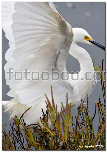 животные, птица, трава, крылья