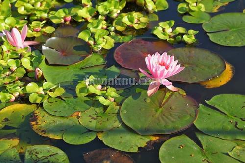 кувшинки, цветок, зеленый, розовый