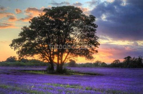 цветы, природа, лаванда, дерево, поле