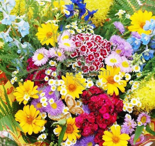 цветы, природа, букет