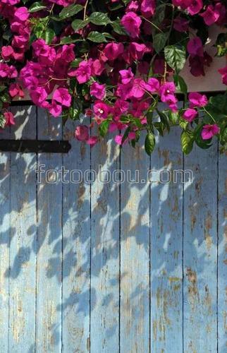 природа, забор, цветы, лепестки