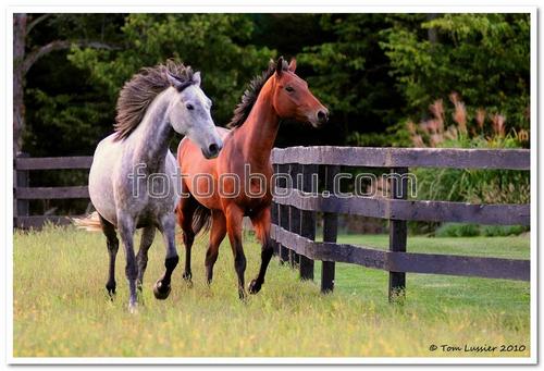 лошадь, кони, природа, загон, трава