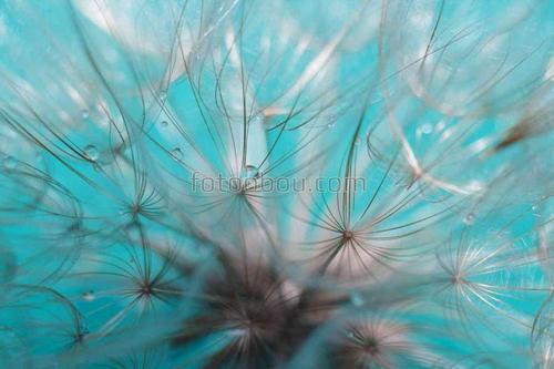 цветы, одуванчик, природа