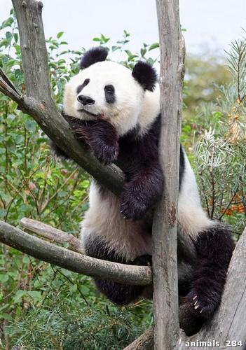панда, черный, белый, деревья, ветки