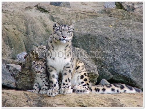 животные, снежный барс, камни,  животное красной книги