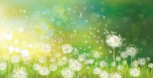 цветы, одуванчики, природа