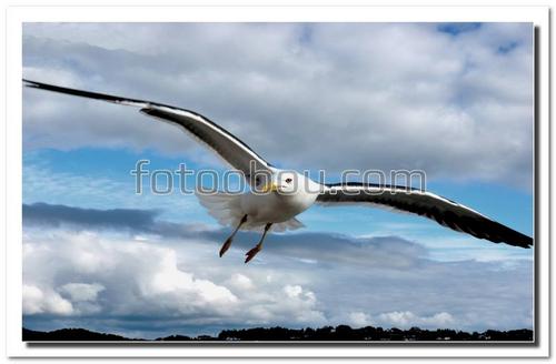 птицы, чайка, небо, облака, полет,животные