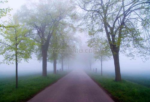 природа, дорога, поля, деревья, туман