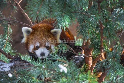 природа, панда, ветки, ель, животные