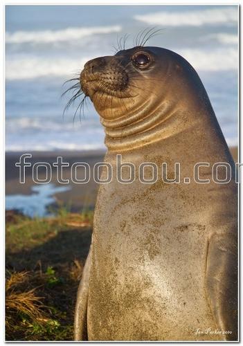 животные, природа, небо, морской котик