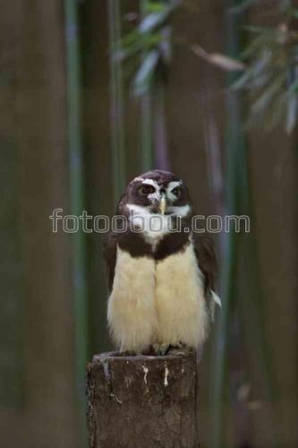 природа, лес, животные, птицы, сова