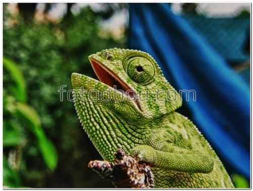 животные, игуана, природа, хамелеон