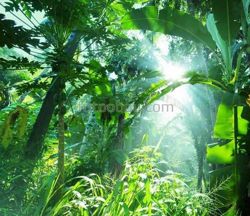 лучи, солнце, лес, джунгли, природа
