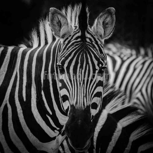 зебры, животные, африка, сафари