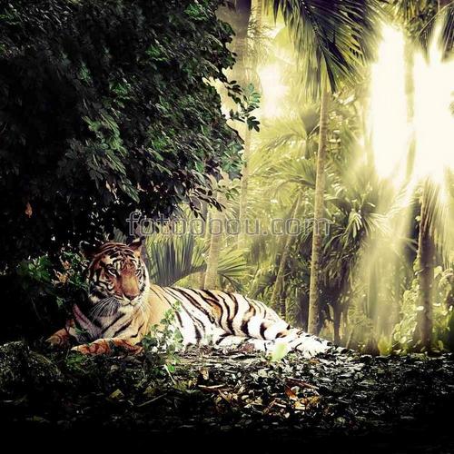 джунгли ,лес ,тигр ,пальмы ,солнце
