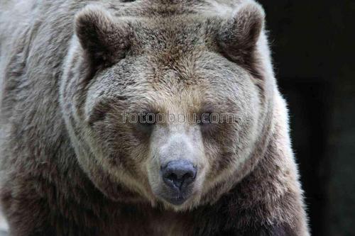 медведь, животные, звери, природа