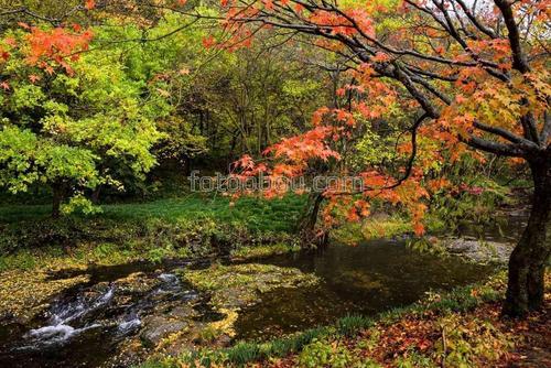 природа, осень, листья, деревья, река
