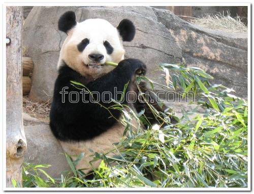 животные, панда, листья, бамбук