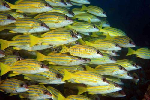 природа, рыбы, море