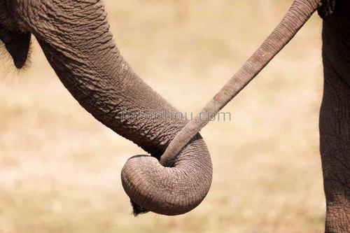 слоны, сафари, африка, хвостик