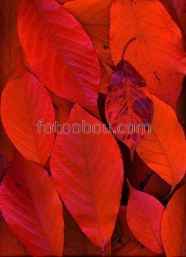 осень, листья, природа