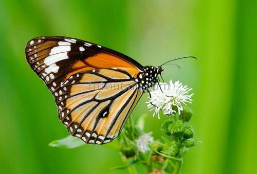 бабочка, бабочки, цветок 