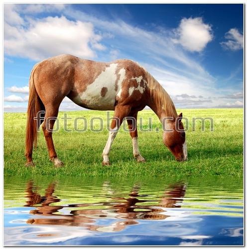 животные, конь, лошадь, трава, небо, облака, вода