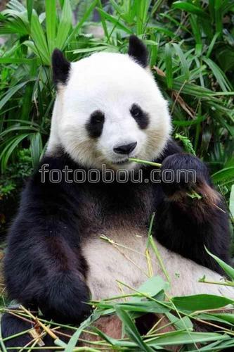 природа, животные, панда, бамбук, взгляд