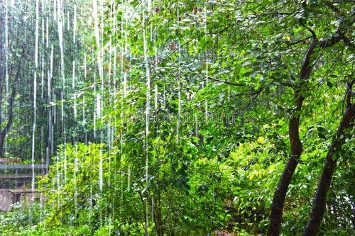 лес, ливень, дождь, природа, листья