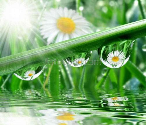 природа, вода, трава, роса, капли, цветы, ромашки