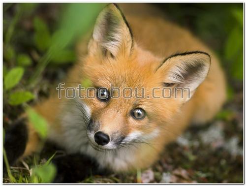 животные, лиса, лисенок, маленький, листья, природа