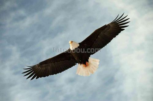 животные, птицы, орел, небо, природа