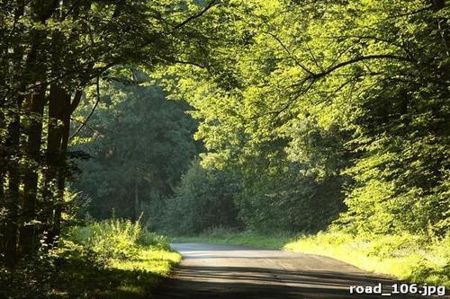 Солнечная, дорога, лес, трава, деревья