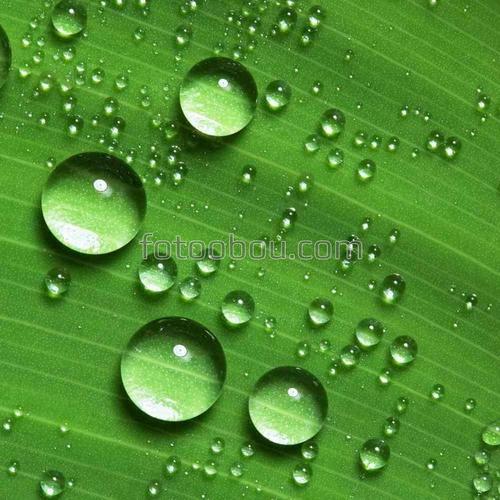 природа, лист, капли, роса