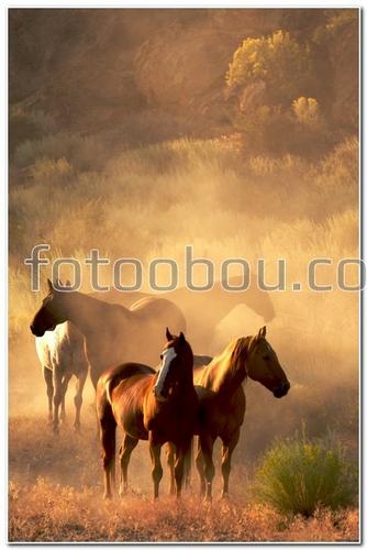 животные, лошади, кони, пастбище, пыль, туман