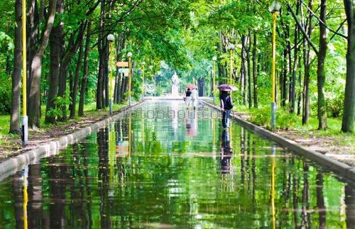 дождь, аллея, природа, парк