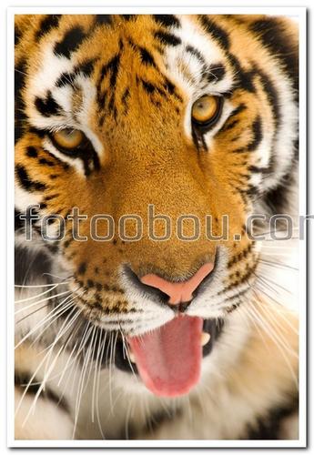 животные, тигр, зверь, хищник