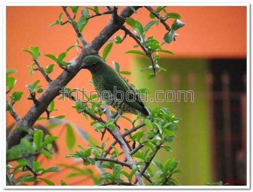 животные, птица, зеленая, ветка, природа, листья