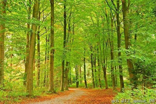 лес, осень, тропинка, дорога, трава, зеленый