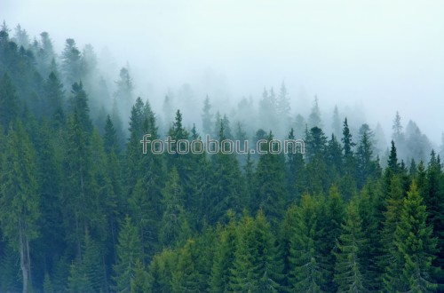 туман, лес, зелень, деревья