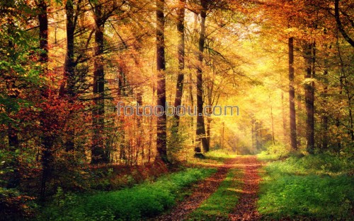 солнечный лес, осень, осенний лес, деревья, лучи, дорога, на стену, стена, природа